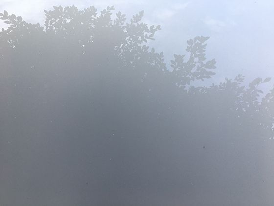 帝王蝶迁徙现象对生态系统研究的启示：物种互动与环境适应的案例