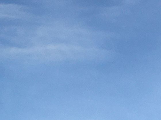 向日葵的种植历史与传播路径，在不同地区的文化象征意义