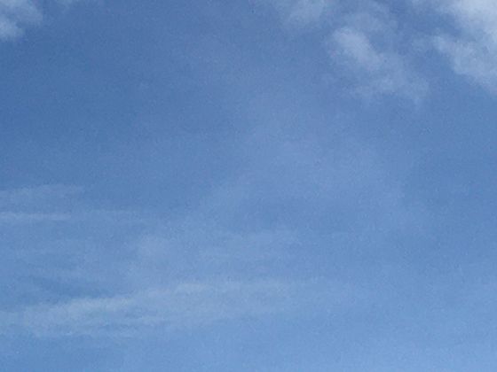 从淡水到海水：不同水域的鲈鱼在外形和习性上有哪些明显的适应差异？