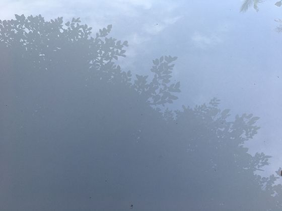 不同品种的茼蒿各有特色，一起来看看它们之间的区别在哪里